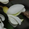 اقاقیای توپی(پیوندی)